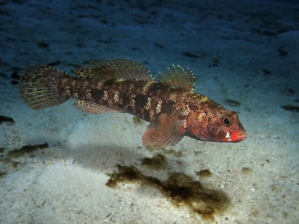 Red-mouthed Goby (composite image)