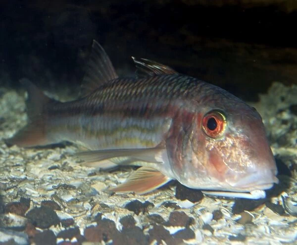 Red Mullet. Lives on the bottom in shallow waters, east Atlantic and English Channel