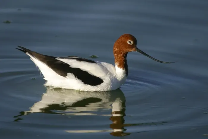 Framed Print : Red-necked Avocet Alice Springs sewage ponds. Northern Territory, Australia Framed Print : Red-necked Avocet Alice Springs sewage ponds. Northern Territory, Australia