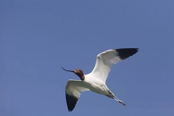 Red-necked Avocet At Alice Springs Water Treatment Plant, Northern Territory, Australia