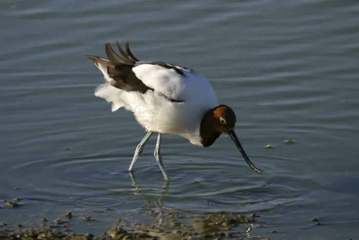 Framed Print : Red-necked Avocet Feeding Alice Springs sewage ponds. Northern Territory, Australia Framed Print : Red-necked Avocet Feeding Alice Springs sewage ponds. Northern Territory, Australia