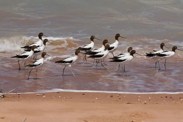 Red-necked Avocets  /  Australian Avocet at Roebuck Bay Australian endemic. Usually an inland species favouring salt lakes and wetlands particularly in the south west and south central parts of Australia