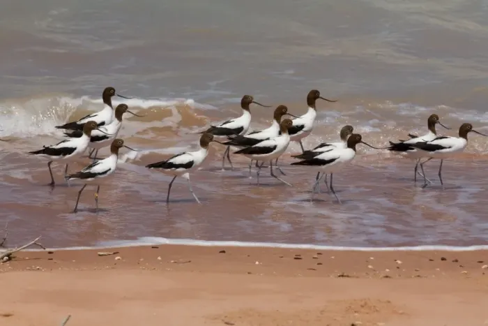 Framed Print : Red-necked Avocets / Australian Avocet at Roebuck Bay Australian endemic. Usually an inland species favouring salt lakes and wetlands particularly in the south west and south central parts of Australia Framed Print : Red-necked Avocets / Australian Avocet at Roebuck Bay Australian endemic. Usually an inland species favouring salt lakes and wetlands particularly in the south west and south central parts of Australia