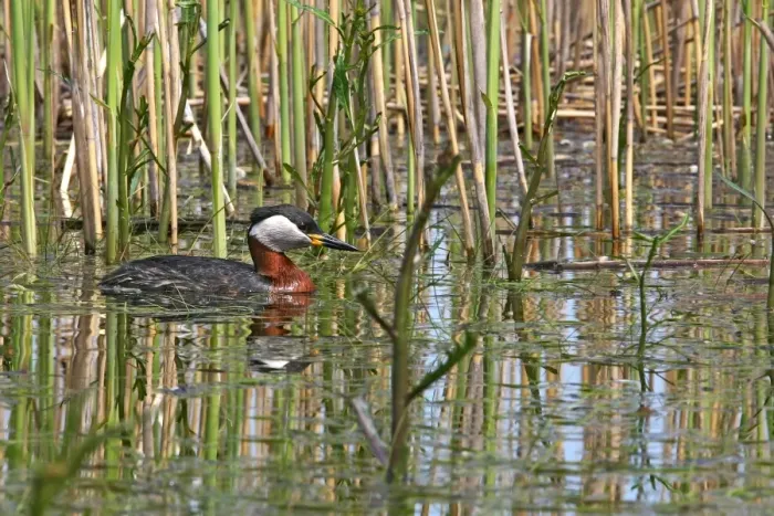 Framed Print : Red-necked Grebe. Bulgaria Framed Print : Red-necked Grebe. Bulgaria