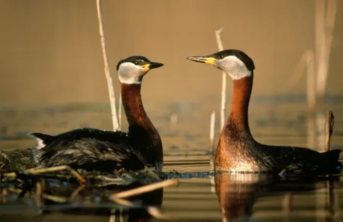 Framed Print : Red-necked Grebe - courtship display