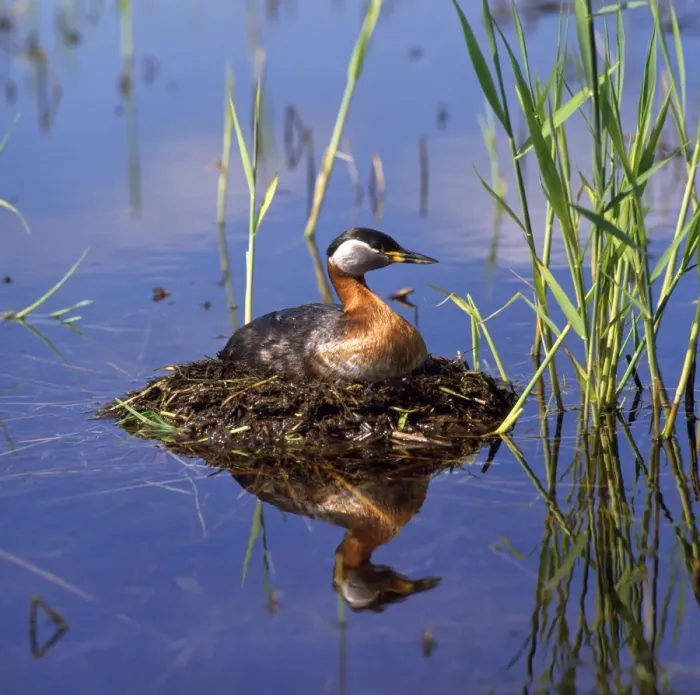 Framed Print : Red-necked Grebe - on nest Framed Print : Red-necked Grebe - on nest