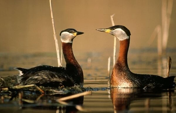 Red-Necked GREBES -displaying courtship