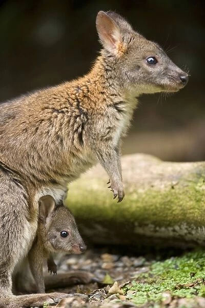 Red-necked Pademelon - adult female with cute joey in its pouch. Mother and child look straight ahead observing something in the distance - Lamington National Park, Queensland, Australia