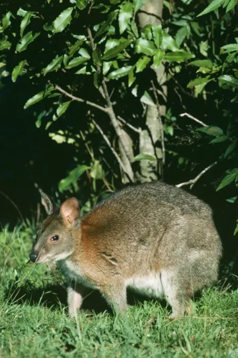 Framed Print : Red-necked Pademelon JPF 6854 Rainforest, Lamington National Park Queensland, Australia. Thylogale thetis © Jean-Paul Ferrero / ardea. com Framed Print : Red-necked Pademelon JPF 6854 Rainforest, Lamington National Park Queensland, Australia. Thylogale thetis © Jean-Paul Ferrero / ardea. com