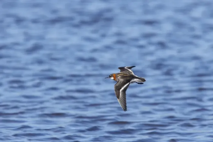 Framed Print : Red-Necked Phalarope - Female in flight Loch of Funzie, Fetlar, Shetland, UK BI011079 Framed Print : Red-Necked Phalarope - Female in flight Loch of Funzie, Fetlar, Shetland, UK BI011079