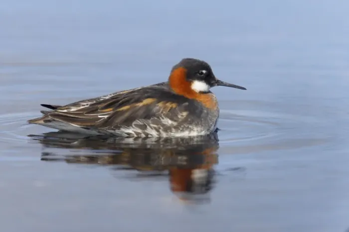 Framed Print : Red-Necked Phalarope - Female Loch of Funzie, Fetlar, Shetland, UK BI011058 Framed Print : Red-Necked Phalarope - Female Loch of Funzie, Fetlar, Shetland, UK BI011058