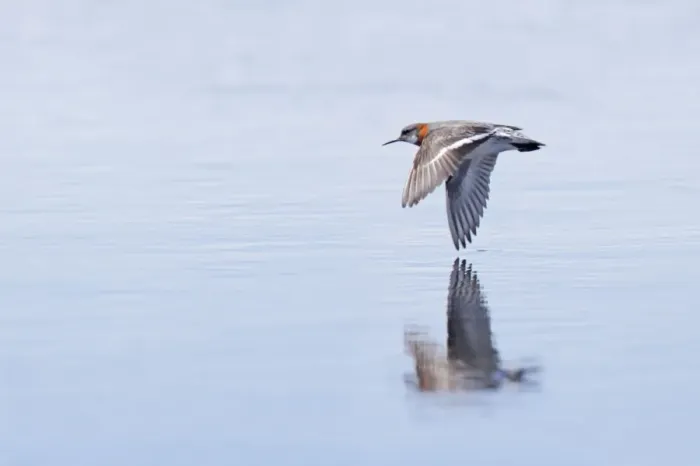 Framed Print : Red-Necked Phalarope - In flight over water Loch of Funzie, Fetlar, Shetland, UK BI011020 Framed Print : Red-Necked Phalarope - In flight over water Loch of Funzie, Fetlar, Shetland, UK BI011020
