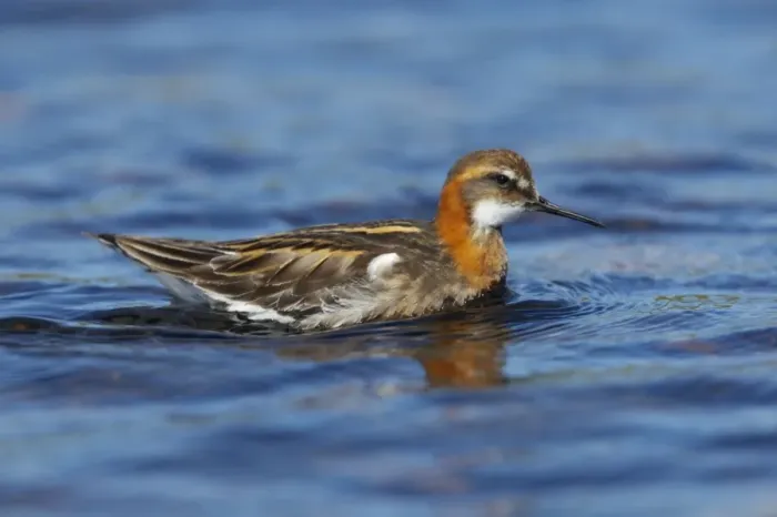 Framed Print : Red-Necked Phalarope - Male Loch of Funzie, Fetlar, Shetland, UK BI011088 Framed Print : Red-Necked Phalarope - Male Loch of Funzie, Fetlar, Shetland, UK BI011088