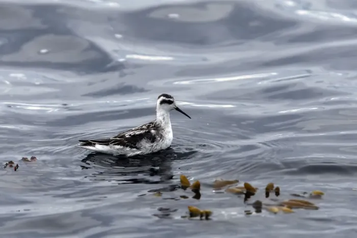 Framed Print : Red-necked Phalarope - in water - British Colombia - Canada Framed Print : Red-necked Phalarope - in water - British Colombia - Canada