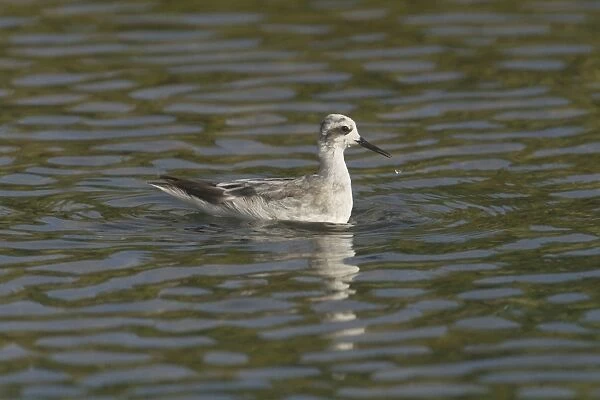 Red-necked Phalarope - winter plumage. Photographed at Cocos (Keeling) Islands, Indian Ocean. Note water drops on neck and from bill