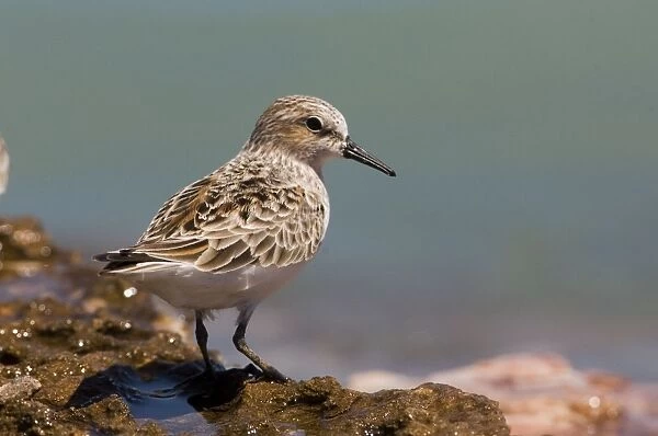 Red-necked Stint donning breeding plumage Stints are the smallest waders to migrate to Australia. They breed high in Russian and Siberian arctic regions and migrates to South-east Asia and Australasia
