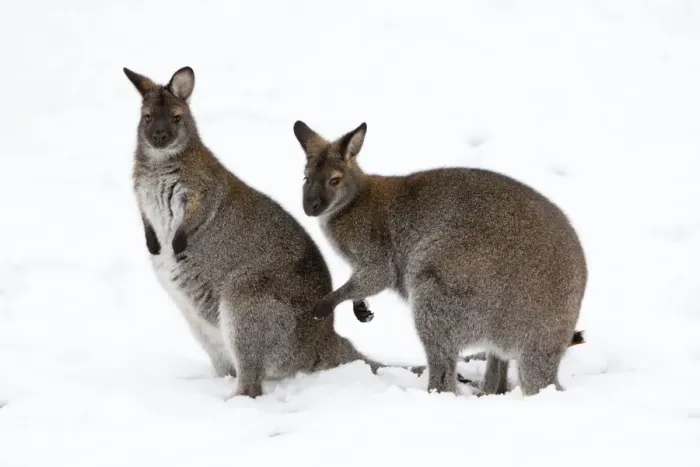 Framed Print : Red-necked Wallaby - 2 animals in snow, Australia Framed Print : Red-necked Wallaby - 2 animals in snow, Australia