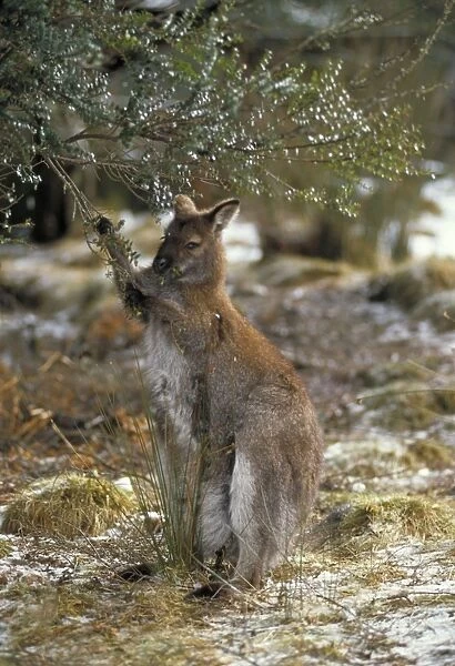 Red-necked Wallaby  /  Bennett's Wallaby Australia - Marsupial - Browsing - The common large wallaby of the forests of eastern Australia and Tasmania - Males grow up to 888 mm and 23. 7 kg - Essentially a grazing animal