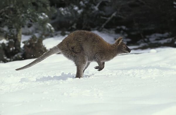 Red-necked Wallaby  /  Bennett's Wallaby - In snow. Australia - Marsupial - The common large wallaby of the forests of eastern Australia and Tasmania - Males grow up to 888 mm and 23. 7 kg - Essentially a grazing animal