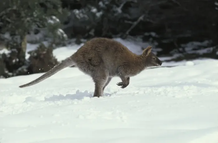 Framed Print : Red-necked Wallaby / Bennett's Wallaby - In snow. Australia - Marsupial - The common large wallaby of the forests of eastern Australia and Tasmania - Males grow up to 888 mm and 23. 7 kg - Essentially a grazing animal Framed Print : Red-necked Wallaby / Bennett's Wallaby - In snow. Australia - Marsupial - The common large wallaby of the forests of eastern Australia and Tasmania - Males grow up to 888 mm and 23. 7 kg - Essentially a grazing animal