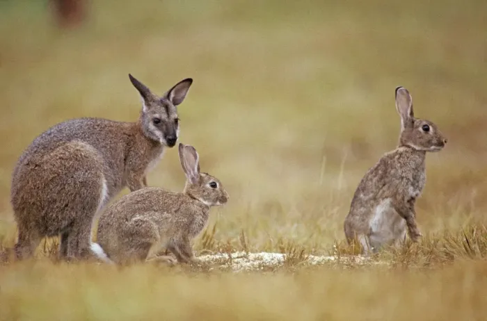Framed Print : Red-necked Wallaby - With Rabbits (Oryctolagus cuniculus cuniculus) - Croajingolong National Park, Victoria, Australia JPF27052 / 187543 Framed Print : Red-necked Wallaby - With Rabbits (Oryctolagus cuniculus cuniculus) - Croajingolong National Park, Victoria, Australia JPF27052 / 187543