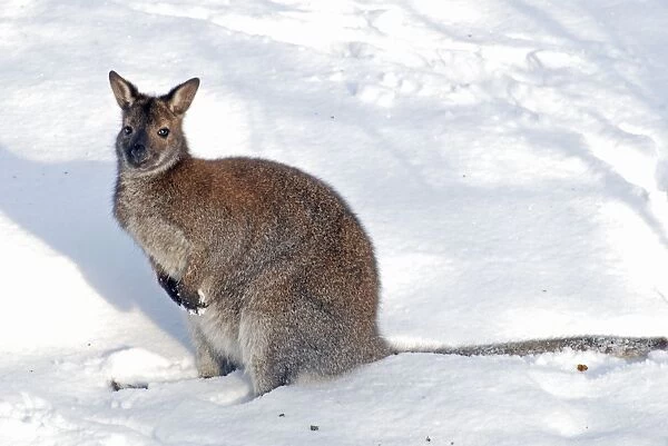 Red Necked Wallaby - in snow - Whipsnade Wild Animal Park