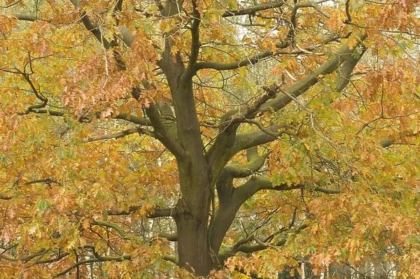 Red oak Autumn