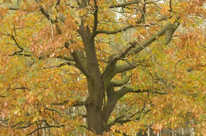 Framed Print : Red oak Autumn Framed Print : Red oak Autumn