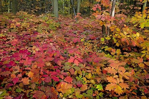 Red Oak Tree - in autumn