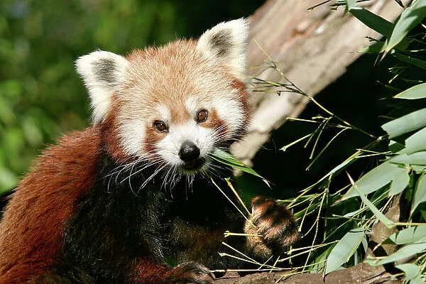 Red Panda - eating bamboo