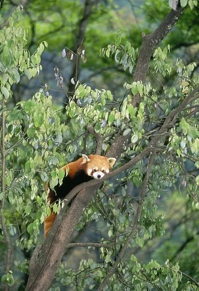 Red Panda  /  Lesser Panda  /  Red Cat-bear Distribution: Hamalayan foothills Nepal to China