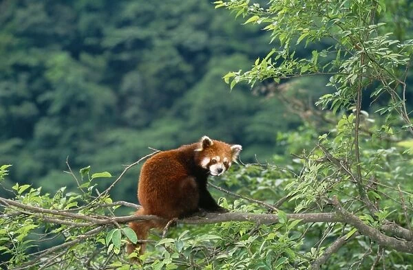 Red Panda  /  Lesser Panda  /  Red Cat-bear Wolong Reserve, Sichuan, China. Distribution: Hamalayan foothills Nepal to China