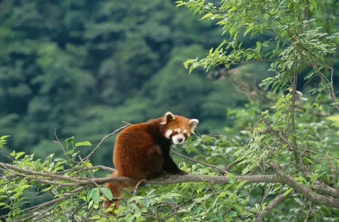 Framed Print : Red Panda / Lesser Panda / Red Cat-bear Wolong Reserve, Sichuan, China. Distribution: Hamalayan foothills Nepal to China Framed Print : Red Panda / Lesser Panda / Red Cat-bear Wolong Reserve, Sichuan, China. Distribution: Hamalayan foothills Nepal to China