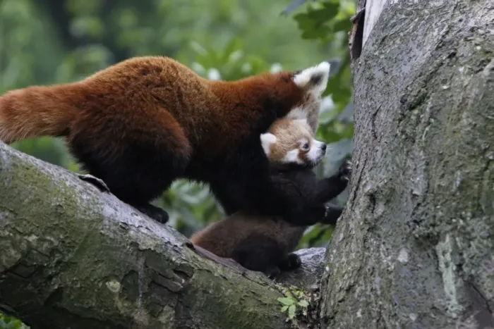 Framed Print : Red Panda / Red Cat-bear - female transporting baby animal, Hessen, Germany Framed Print : Red Panda / Red Cat-bear - female transporting baby animal, Hessen, Germany