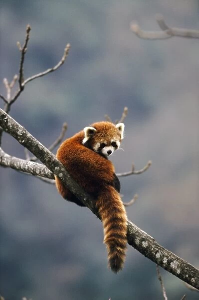 Red Panda - in tree