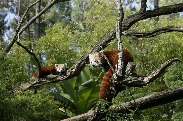 Red Panda - two in trees