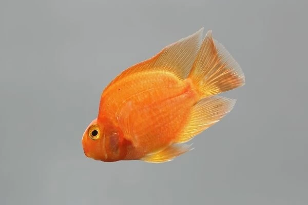 Red Parrot Cichlid – hybrid of red headed & midas cichlids side view grey background tropical freshwater 002126