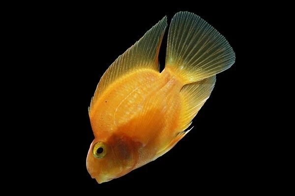 Red Parrot Cichlid – hybrid of red headed & midas cichlids side view BLACK background tropical freshwater 002128
