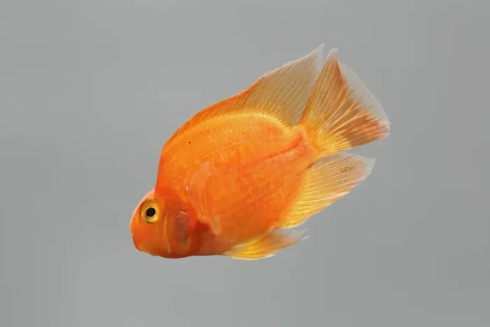 Framed Print : Red Parrot Cichlid – hybrid of red headed & midas cichlids side view grey background tropical freshwater 002126 Framed Print : Red Parrot Cichlid – hybrid of red headed & midas cichlids side view grey background tropical freshwater 002126