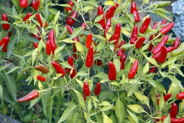 Red pimento  /  pepper