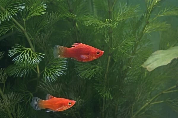Red platy – pair side view - tropical freshwater – Central America 002607