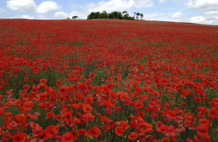 Framed Print : Red Poppies in April Faringdon Oxon UK Framed Print : Red Poppies in April Faringdon Oxon UK
