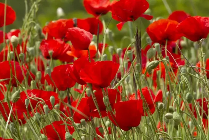 Framed Print : Red Poppies - May - UK Framed Print : Red Poppies - May - UK