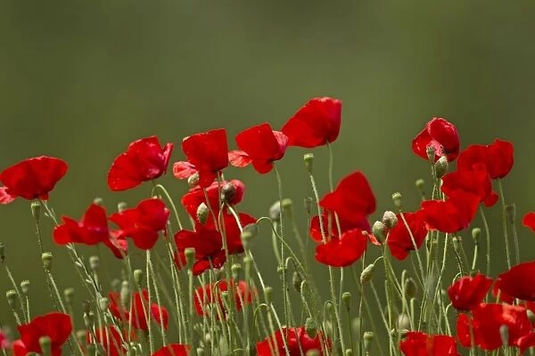 Red Poppies - May - UK