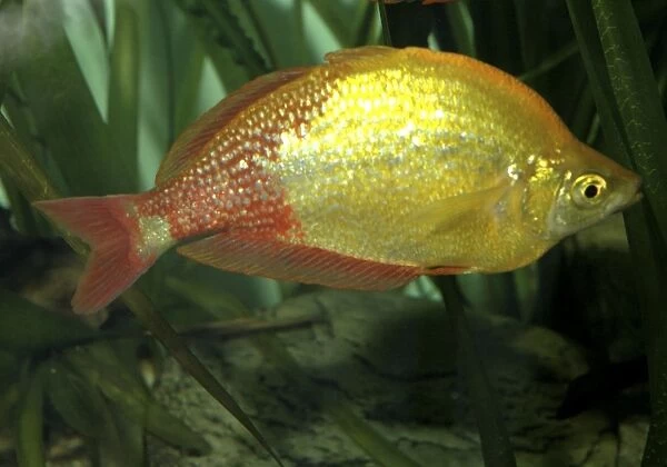 Red rainbowfish fresh waters, New Guinea
