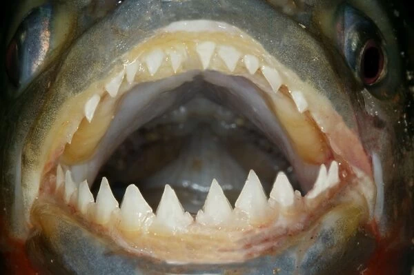 Red  /  Red-Bellied Piranha - mouth wide open showing teeth - Venezuela