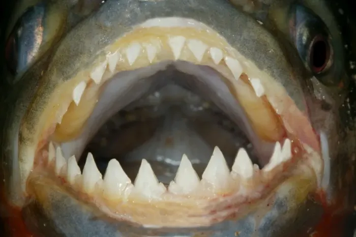 Framed Print : Red / Red-Bellied Piranha - mouth wide open showing teeth - Venezuela Framed Print : Red / Red-Bellied Piranha - mouth wide open showing teeth - Venezuela