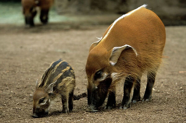 Red River Hog - female with young