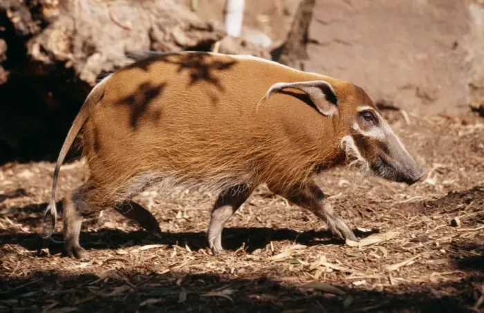 Framed Print : Red River Hog / Western Bush Pig FG 10715 Western & Central Africa Francois Gohier © Francois Gohier / ARDEA LONDON Framed Print : Red River Hog / Western Bush Pig FG 10715 Western & Central Africa Francois Gohier © Francois Gohier / ARDEA LONDON