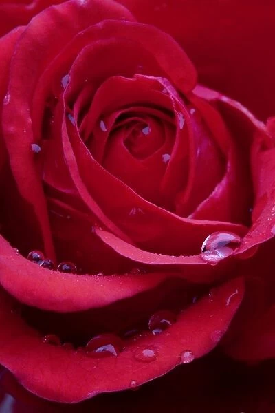 Red Rose - close-up
